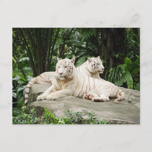 シベリア虎 ポストカード (正面)