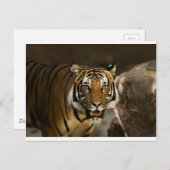 シベリア虎 ポストカード (正面/裏面)