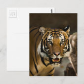 シベリア虎 ポストカード (正面/裏面)