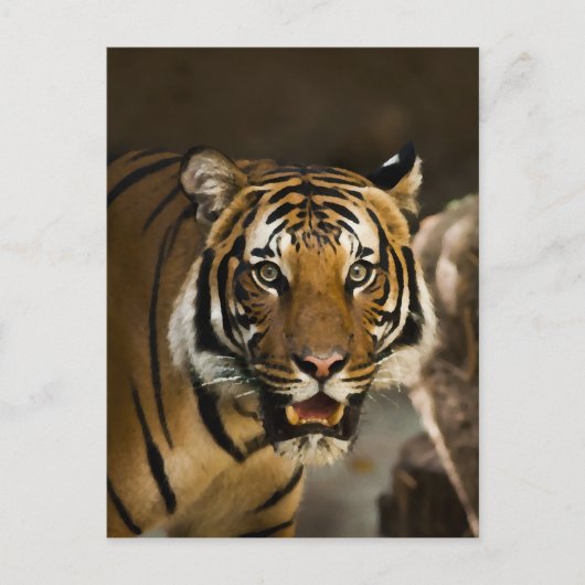 シベリア虎 ポストカード (正面)