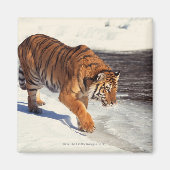 シベリア虎 マグネット (正面)