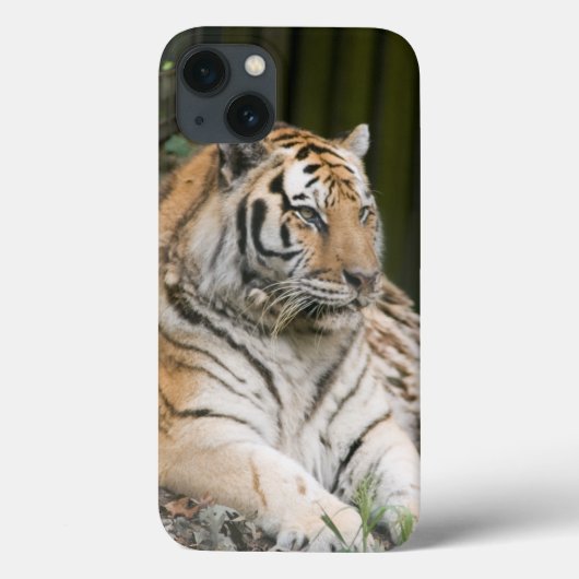 シベリア虎 Case-Mate iPhoneケース (裏面)