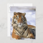 シベリア・タイガー、アジア、パンテラ・ティグリス・アルタイカ ポストカード (正面/裏面)