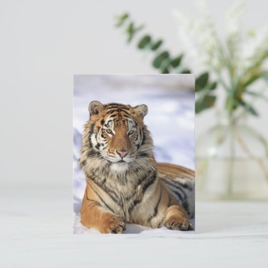 シベリア・タイガー、アジア、パンテラ・ティグリス・アルタイカ ポストカード (スタンド正面)