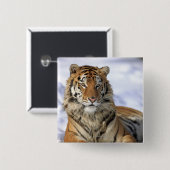 シベリア・タイガー、アジア、パンテラ・ティグリス・アルタイカ 缶バッジ (正面&裏面)