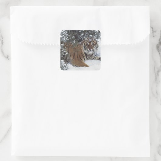 シベリア・タイガー(パンテラ・ティグリアルタイカ) スクエアシール (バッグ)