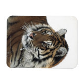 シベリア・タイガー（パンテラ・ティグリアルタイカ） マグネット (横)