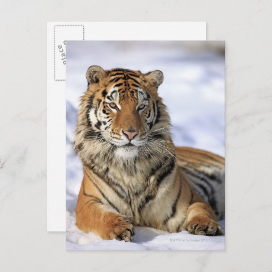 シベリア・タイガー(Panthera tigris altaica)アジア ポストカード (正面/裏面)