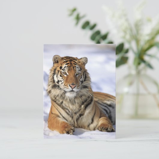 シベリア・タイガー(Panthera tigris altaica)アジア ポストカード (スタンド正面)