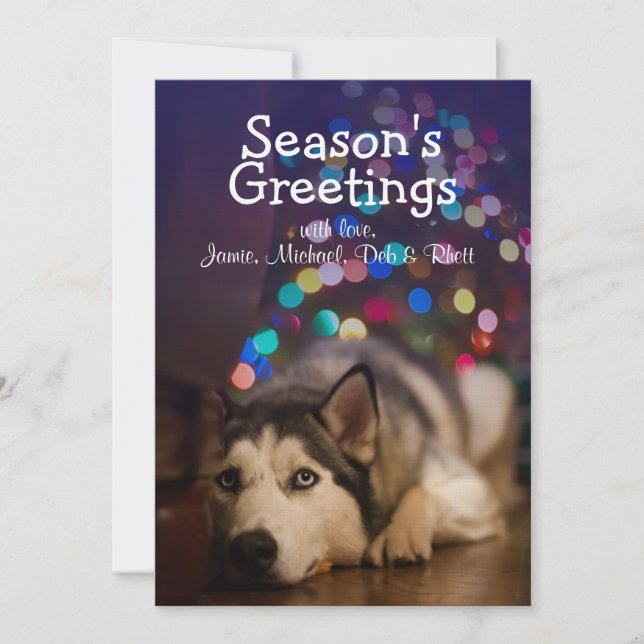 シベリア・ハスキーのおもちゃにお気に入りの乗り込む (正面)