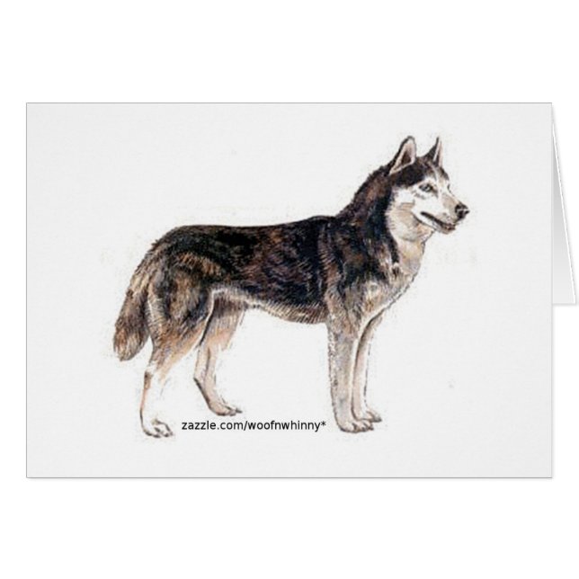 シベリア・ハスキー！ (正面横)