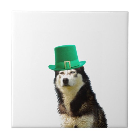 シベリア・ハスキー・ドッグ・セント・パトリックの日 タイル (正面)