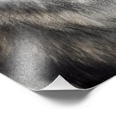 シベリア・ハスキー フォトプリント            (角)