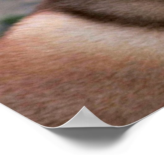 シベリア・ハスキー ポスター (角)