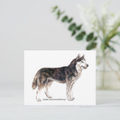 シベリア・ハスキー！ ポストカード (スタンド正面)