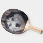 シベリア・ハスキー 卓球ラケット (横)