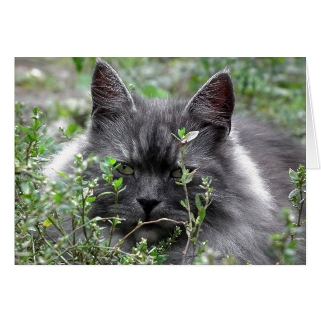 シベリア |猫のポートレート (正面横)