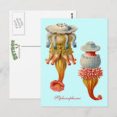 シホノフォラ語 – クラゲ葉書 ポストカード (正面/裏面)