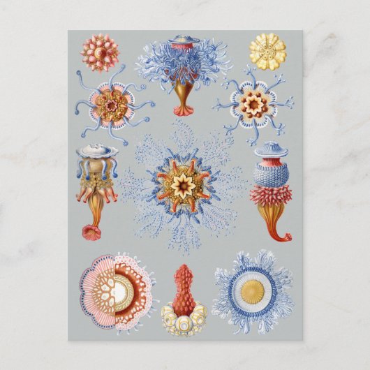 シホノフォラ ポストカード (正面)