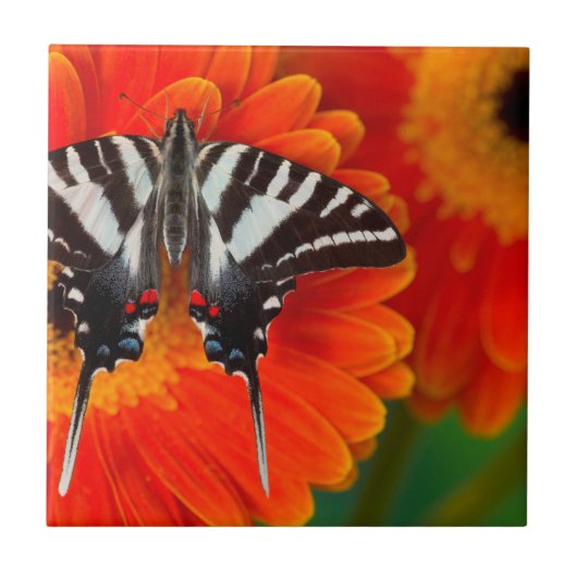 シマアゲハチョウ タイル (正面)