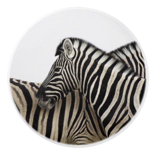 シマウマが尾に向かう セラミックノブ (正面)