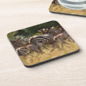 シマウマが移動:千マイルの旅 コースター (左側)