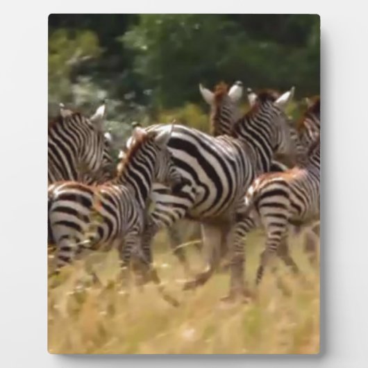 シマウマが移動：千マイルの旅 フォトプラーク (正面)