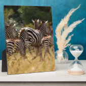 シマウマが移動：千マイルの旅 フォトプラーク (側面)