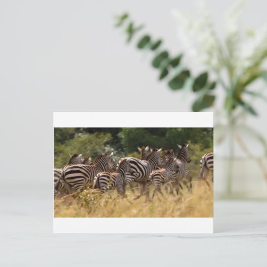 シマウマが移動:千マイルの旅 ポストカード (スタンド正面)