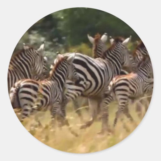シマウマが移動:千マイルの旅 ラウンドシール (正面)