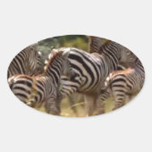 シマウマが移動:千マイルの旅 楕円形シール (正面)