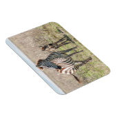 シマウマとフォール マグネット (右側)