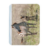 シマウマとフォール マグネット (縦)