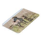 シマウマとフォール マグネット (左側)