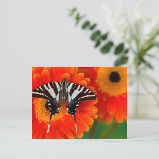 シマウマのアゲハチョウの蝶 ポストカード (スタンド正面)