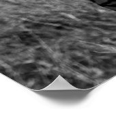 シマウマのグレースケールフォト ポスター (角)