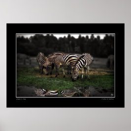 シマウマのポスター ポスター