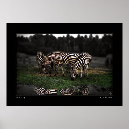 シマウマのポスター ポスター (正面)