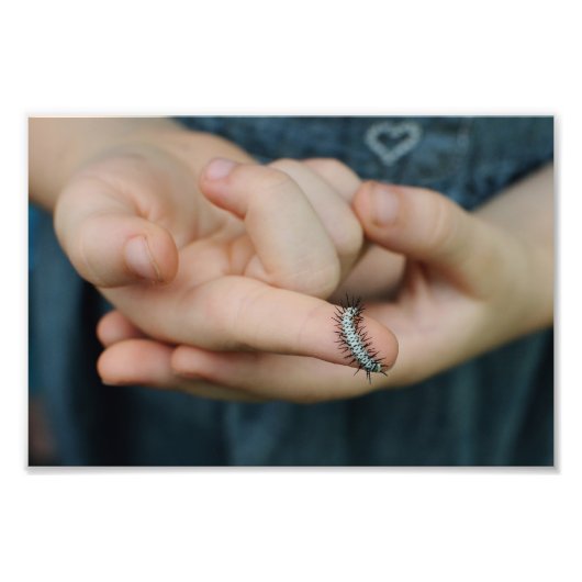 シマウマのロングウィング毛虫 フォトプリント            (正面)