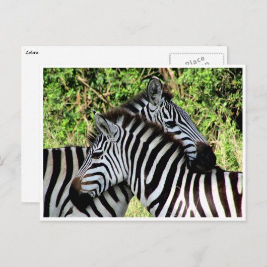 シマウマの寄せ集め ポストカード (正面/裏面)