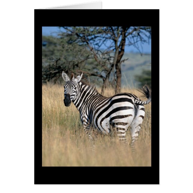 シマウマの尾棒 (正面)