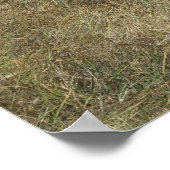 シマウマの放牧 ポスター (角)