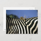 シマウマの背中に赤いハシのオキセカの鳥 – ジンバブエ ポストカード (正面/裏面)