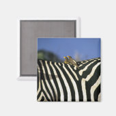 シマウマの背中に赤いハシのオキセカの鳥 – ジンバブエ マグネット (正面/裏面)