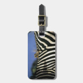 シマウマの背中に赤いハシのオキセカの鳥 – ジンバブエ ラゲッジタグ (正面縦)