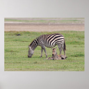 シマウマの親子 ポスター