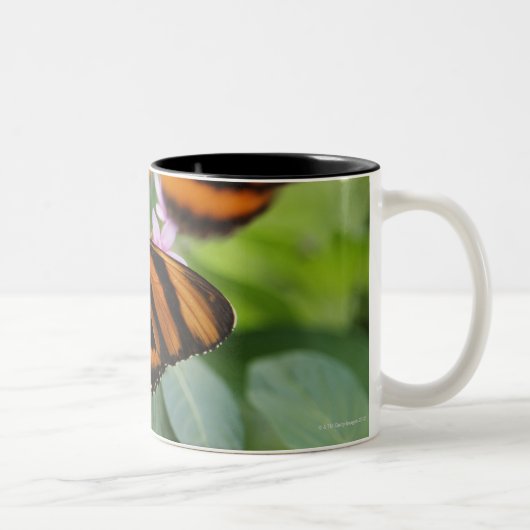 シマウマの長い翼の蝶2 ツートーンマグカップ (右)