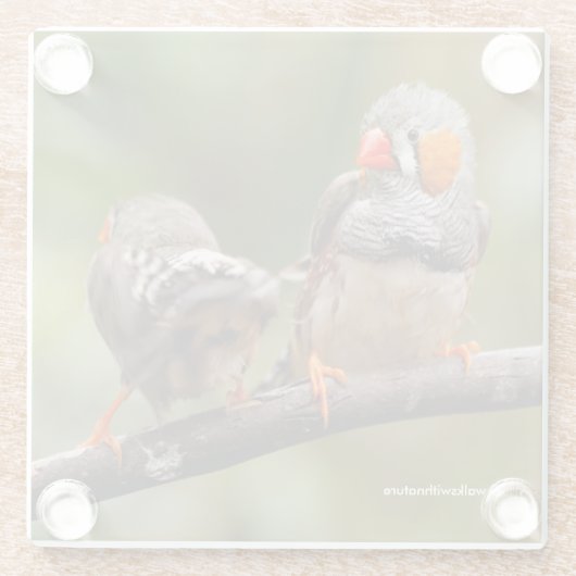 シマウマの鳴き鳥の生意気なペア ガラスコースター (裏面)