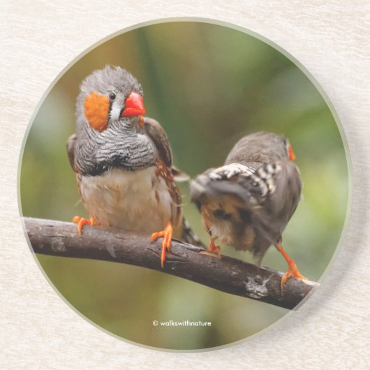 シマウマの鳴き鳥の生意気なペア コースター (正面)