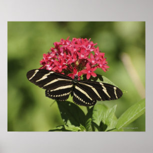 シマウマのlongwing蝶、Heliconius ポスター